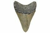 Serrated, Fossil Megalodon Tooth - North Carolina #340850-1